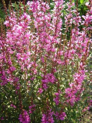 Lythrum virgatum 'Dropmore Purple'